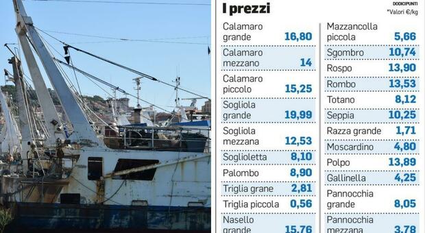 San Benedetto, i pescherecci tornano in mare: alla prima asta 13 tonnellate di pesce, ecco tutti i prezzi San Benedetto, i pescherecci tornano in mare: alla prima asta 13 tonnellate di pesce, ecco tutti i prezzi