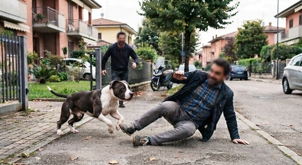 Il cane gli corre incontro, lui cade: il vicino dovr&agrave; pagare 112mila euro. Il caso vicino Macerata