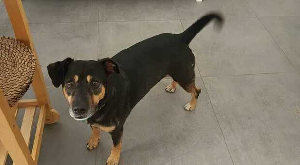  La corsa di Diego è finita, il cane che inseguì l?ambulanza trova famiglia al Nord 