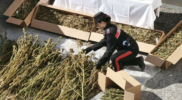 Frisanco, maxi sequestro di droga: 28 chili di marijuana pronti per lo spaccio nascosti nel casolare