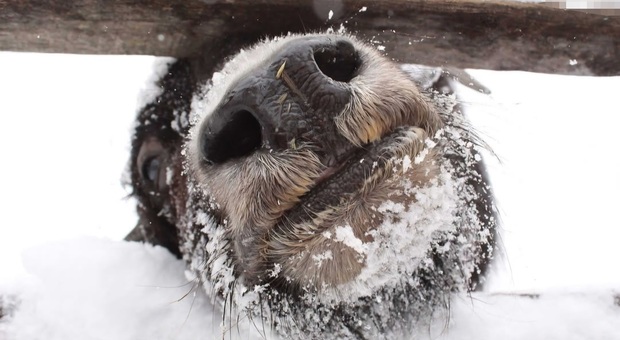 Siberia, scoperto lo Yak preistorico: &egrave; una specie finora sconosciuta: &laquo;Conviveva con gli ominidi&raquo;