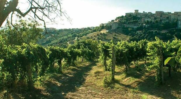 Crac Moncaro, terza asta a metà: venduti ristorante e bottaia, restano invendute le cantine di Acquaviva Picena e Camerano Crac Moncaro, terza asta a metà: venduti ristorante e bottaia, restano invendute le cantine di Acquaviva Picena e Camerano