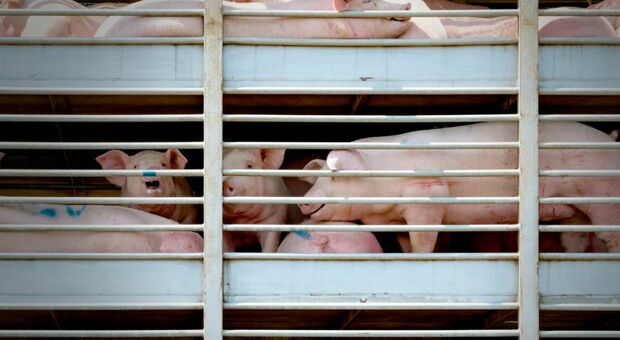 Bovini stipati nel tir sull'A4, il carico di bestiame caricato nonostante i segni di sofferenza: erano diretti al macello. Denunciato l'autista