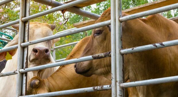 Bovini stipati nel tir sull'A4, 7 animali trovati agonizzanti sul pianale del mezzo: erano diretti al macello. Denunciato l'autista