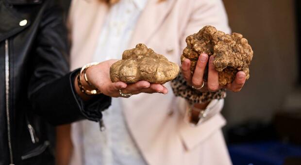 Sant'Angelo in Vado: migliaia di moto da tutta Europa alla corte di Re Tartufo. Spuntano in Mostra due “tartufi gemelli” di 400 grammi.