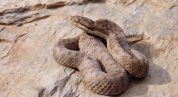 Vipera morde escursionista sui Pirenei, la donna si era avvicinata per scattare una foto: la corsa in ospedale per l'antidoto