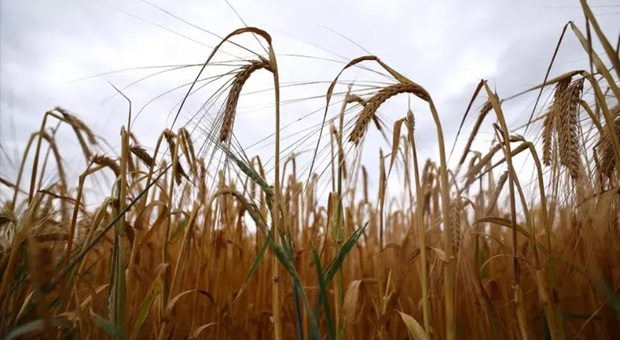 Crisi del grano, Kallas: «Ai livelli del 2022, nuova ondata di rincari». Pane, biscotti e olio di girasole: cosa può aumentare e perché la pasta (per ora) si salva