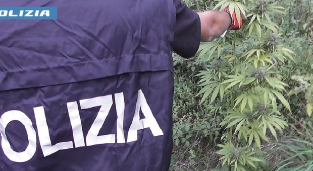  Droga tra il rione Sanità e i Colli Aminei, blitz in casa di una donna insospettabile: scoperti sei chili di marijuana 