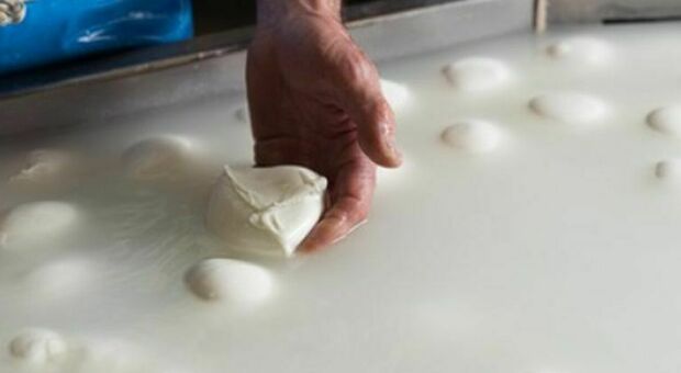  Sciopero dei trasporti, bloccata la produzione di mozzarella Dop. Il Consorzio di Tutela: «Caseifici chiusi, crisi grave»
  
