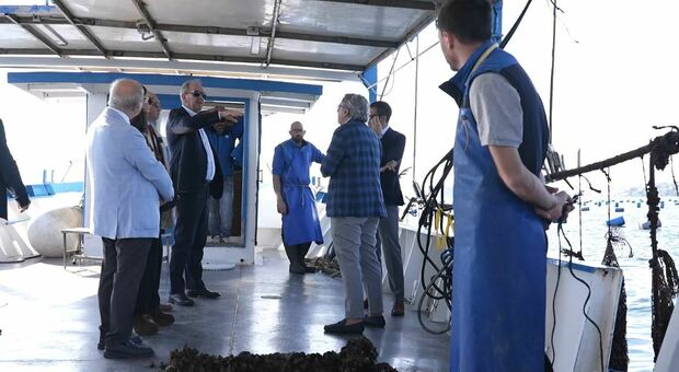 Pozzuoli, allevamenti di cozze in pericolo: le temperature record hanno distrutto il 90% della produzione