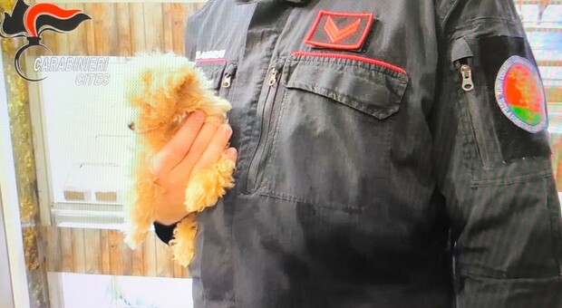  «Senza vaccinazioni e venduti come cani di razza»: scoperta a Napoli la truffa dei cuccioli dall'Est Europa 