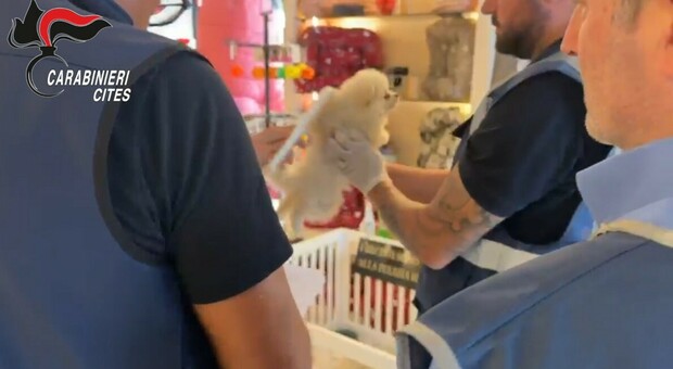 Blitz del nucleo Cites dei carabinieri, vendevano cuccioli malati imbottiti di farmaci: 5 arresti
