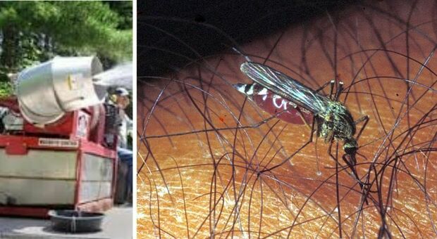 Trovate zanzare infette con il virus West Nile, scatta la disinfestazione: «Non lasciate acque stagnanti»