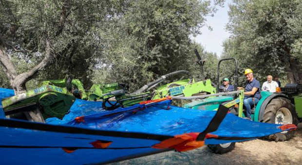  Avellino, c?è il Consorzio Olio Campania Igp: Veronica Barbati al lavoro per il riconoscimento 