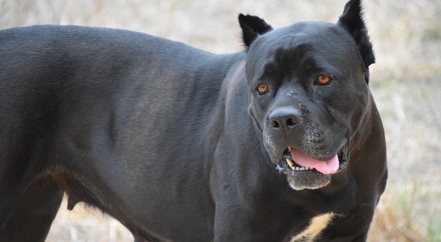 Azzannato da un cane al bar, sfiorata l'arteria femorale: insegue i proprietari sull'autobus e li fa bloccare dai carabinieri