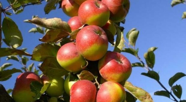 La mela rosa dei Sibillini è un antiossidante e ha proprietà antinfiammatorie