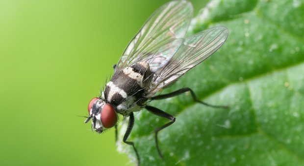 Quella strana invasione di mosche che impedisce perfino di aprire le finestre (Foto di mika mamy da Pixabay)