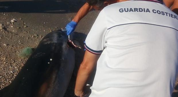 Carcassa di un delfino trovata a riva Una rete attorcigliata attorno alla bocca