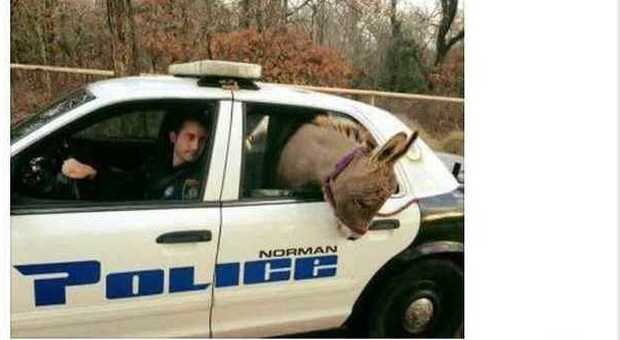 L'asino arrestato dalla polizia dell'Oklahoma