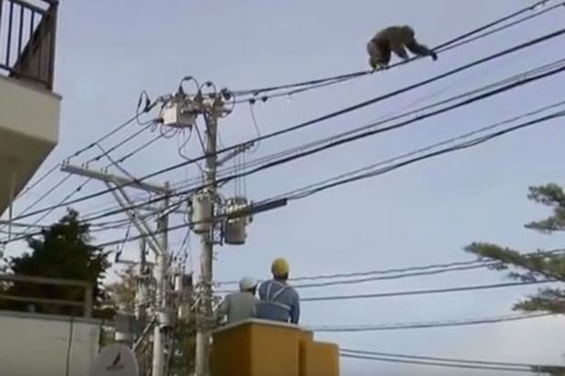 Giappone, scimpanzé fugge dallo zoo e si arrampica sui cavi dell'elettricità