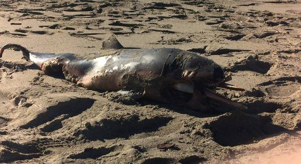Delfino trovato morto in spiaggia a Paestum, indagano le guardie zoofile