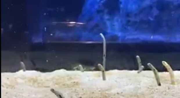 Le anguille si sentono sole per il lockdown: la compagnia arriva grazie a FaceTime