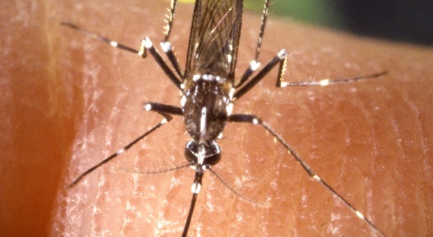 Febbre del Nilo, 52enne punta da una zanzara: ricoverata in gravi condizioni