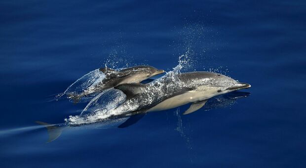 Rolex sostiene la salvaguardia ambientale con Mission Blue e studia i delfini tra la Liguria e la Sardegna