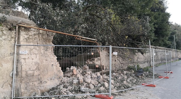 Caserta, lo scempio al Bosco vecchio: crollano muro e due querce