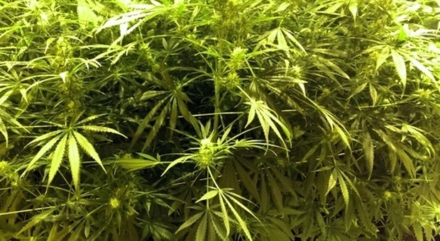 Pieve Torina, coltiva marijuana nel giardino, ma i carabinieri arrivano poco prima del raccolto: 34enne denunciato