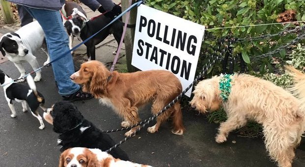 Tutti con il cane al seggio elettorale nel Regno Unito. E le foto impazzano sui social