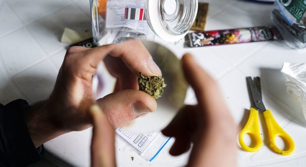 Consiglio regionale, approvata la legge per l'uso terapeutico della cannabis