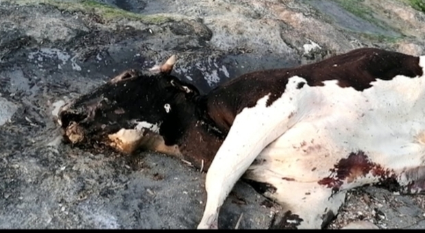 Una carcassa di mucca ritrovata sul litorale di Vernole. Accertamenti dalla Asl