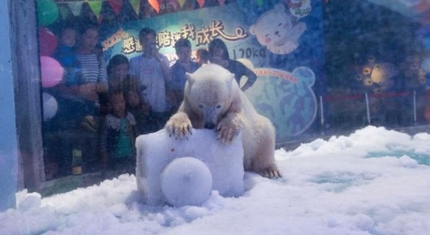 Liberato l'orso polare più triste al mondo: viveva nella gabbia di un centro commerciale
