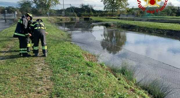Udine, il maltempo fa crollare le reti sull'acqua dell'allevamento ittico, pesci boccheggianti