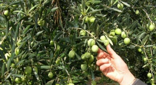 L’oliva tenera ascolana c’è ma non chi la raccoglie: ecco come si proverà a superare il problema