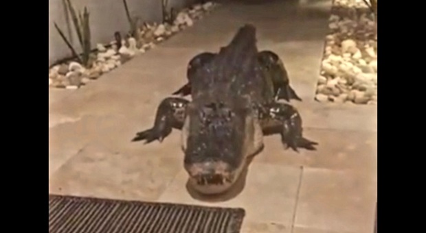 Il gigantesco alligatore di fronte alla porta di casa Brettingen (immag e video diffusi da Mark e Jackye Brettingen e Fox 13 News su Fb)