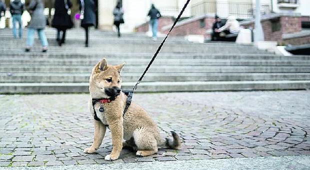 Passeggia in città con il cane senza guinzaglio: multa da 150 euro