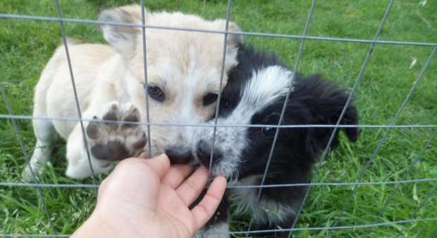 Narcotizzano i cani e rubano cuccioli di razza: Cava, sospetti sui trafficanti di animali