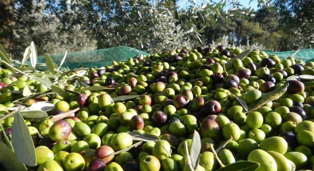 Vallecorsa, alla scoperta dell'olio di oliva: incontro ed escursione