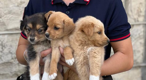 Bisaccia, soccorsi 3 cuccioli abbandonati sulla Statale