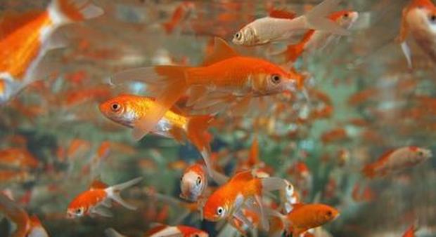 "Avere un pesce rosso in casa è illegale": la legge choc -Guarda