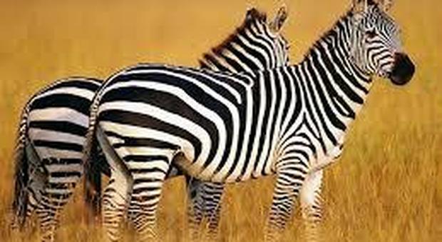 Svelato il mistero: ecco perché le zebre hanno il manto a strisce
