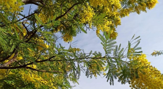 Finta primavera inganna le piante: dalla mimosa alle pesche, boom di fioriture precoci