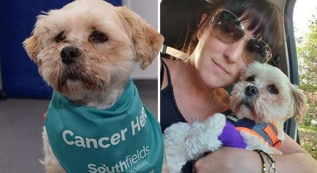 Il suo cane ha un tumore, la padrona chiede aiuto e raccoglie oltre 4.400 sterline sul web