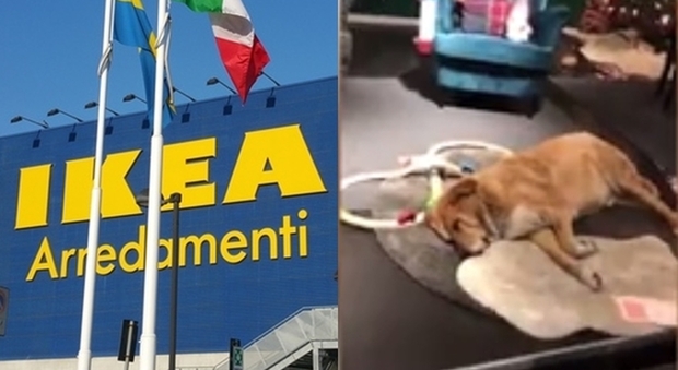 Maltempo, l'Ikea ospita i cani randagi: il video che commuove il web