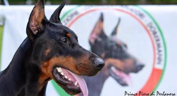 Rubato a Napoli cane da 50mila euro: sparì poco prima di una sfilata