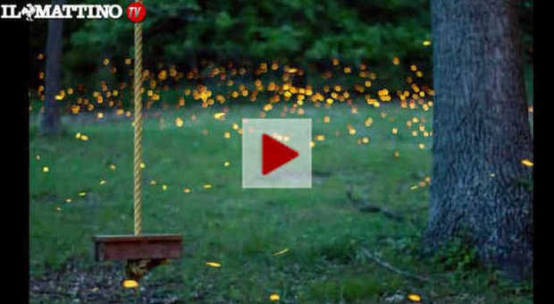 VIDEO| Lo spettacolo di migliaia di lucciole visto al rallentatore