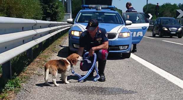 Avellino, la Polstrada salva cane legato al guardrail dell'autostrada
