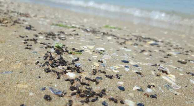 Fenomeno naturale o inquinamento? Giallo in spiaggia: migliaia di formiche morte sulla battigia